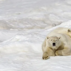 Polar bear (Ursus maritimus) female with young, age one year and a half, resting on the ice