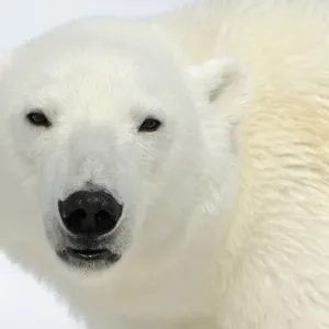 Polar Bear Head Print, Svalbard Polar Bear Head Print, Svalbard