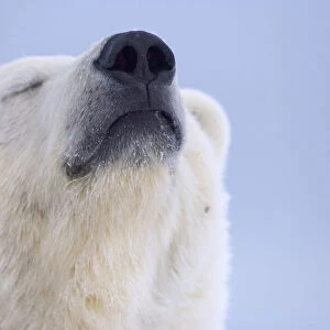 Polar bear (Ursus maritimus) head portrait of adult scenting the wind, Arctic National