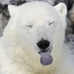 Polar Bear (Ursus maritimus) head portrait with blue tongue sticking out, Svalbard