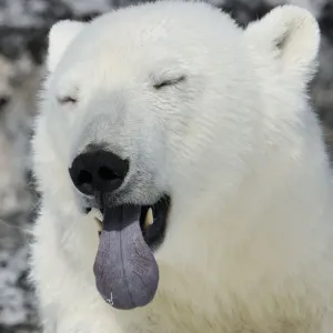 Polar Bear (Ursus maritimus) head portrait with blue tongue out, Svalbard, Norway Polar Bear (Ursus maritimus) head portrait with blue tongue out, Svalbard, Norway