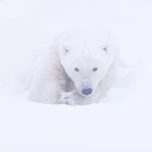 Polar bear (Ursus maritimus) huddled in snow, Churchill, Hudson Bay, Manitoba, Canada