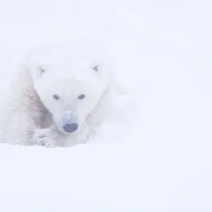 Polar bear (Ursus maritimus) huddled in snow, Churchill, Hudson Bay, Manitoba, Canada Polar bear (Ursus maritimus) huddled in snow, Churchill, Hudson Bay, Manitoba, Canada