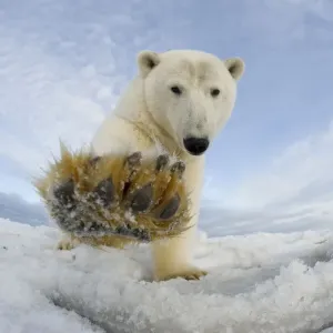 Polar bear Print: Investigating Camera on Pack Ice Polar bear Print: Investigating Camera on Pack Ice