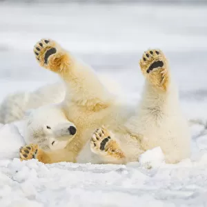 Polar bear (Ursus maritimus) juvenile rolling around on newly formed pack ice