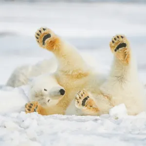 Polar bear juvenile on newly formed pack ice Print Polar bear juvenile on newly formed pack ice Print