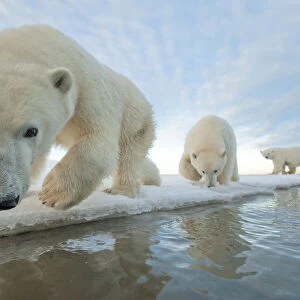 Polar bear (Ursus maritimus) mother with two juveniles walking along ice edge during
