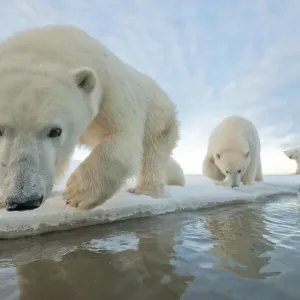Polar bear (Ursus maritimus) mother with two juveniles walking along ice edge during Polar bear (Ursus maritimus) mother with two juveniles walking along ice edge during