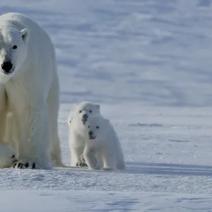 Polar bear (Ursus maritimus) mother with three very young cubs, Wrangel Island, Far Eastern Russia