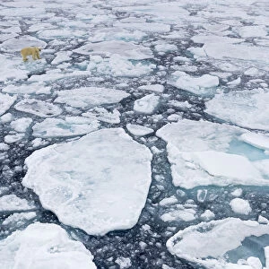 Polar bear (Ursus maritimus) moving around on ice floe, looking for food, Svalbard