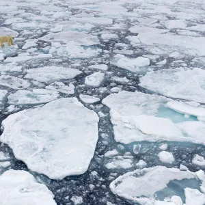 Polar bear (Ursus maritimus) moving around on ice floe, looking for food, Svalbard