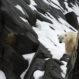 Polar bear (Ursus maritimus) peering past rocks, Karl XII-oya, Svalbard, Norway, September