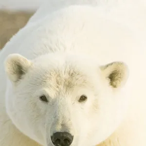 Polar bear (Ursus maritimus) portrait, female