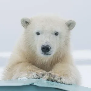 Polar bear (Ursus maritimus) portrait of a yearling along Bernard Spit, a barrier island Polar bear (Ursus maritimus) portrait of a yearling along Bernard Spit, a barrier island
