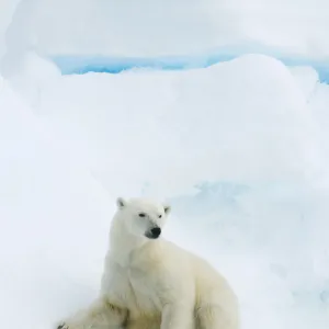 Polar bear (Ursus maritimus) resting on pack ice, Svalbard, Arctic Norway, vulnerable