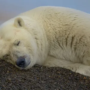 Polar bear (Ursus maritimus) resting on sand, Kaktovik, Alaska, USA, September