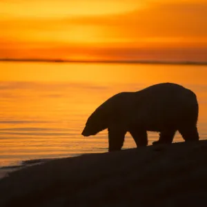 Polar bear Print at sunset, Arctic National Wildlife Refuge Polar bear Print at sunset, Arctic National Wildlife Refuge