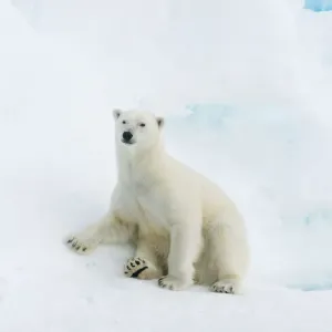 Polar bear Print on pack ice, Svalbard Polar bear Print on pack ice, Svalbard