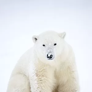 Polar bear (Ursus maritimus) sitting in snow during a blizzard, Churchill, Canada. November