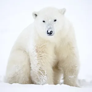 Oso polar (Ursus maritimus) sentado en la nieve durante una tormenta de nieve, Churchill, Canadá. Noviembre.
