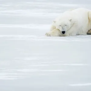 Polar Bear Print, Churchill, Canada Polar Bear Print, Churchill, Canada