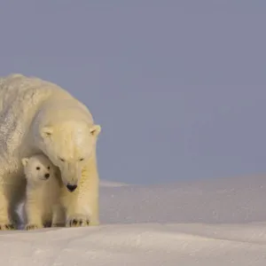 Polar bear (Ursus maritimus) sow with her cubs, newly emerged from their den on the Arctic coast