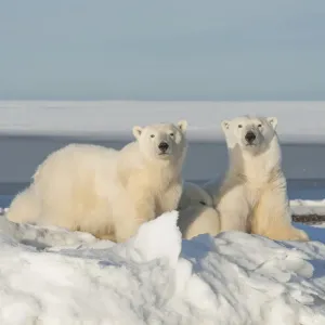 Polar bear (Ursus maritimus) sow with a two juveniles rest along newly formed pack Polar bear (Ursus maritimus) sow with a two juveniles rest along newly formed pack