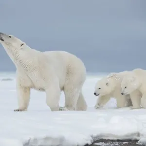 Polar bear (Ursus maritimus) sow with a pair of cubs walk on a barrier island during Polar bear (Ursus maritimus) sow with a pair of cubs walk on a barrier island during