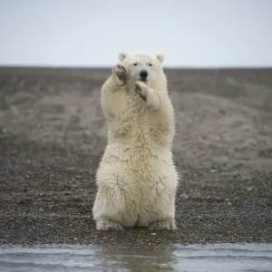 Polar bear (Ursus maritimus) spring cub sitting upright on hind legs balancing, Bernard Spit