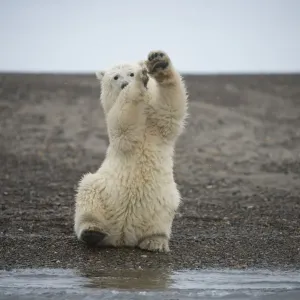 Polar bear (Ursus maritimus) spring cub sitting upright on hind legs wobbling, Bernard Spit