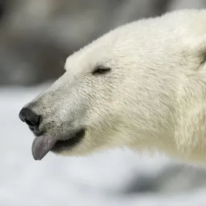 Polar Bear Print: Svalbard Tongue Out Polar Bear Print: Svalbard Tongue Out