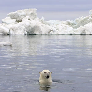 Polar bear (Ursus maritimus) swimming in the water in front of an iceberg, Beaufort Sea