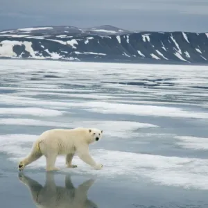 Polar bear (Ursus maritimus) traveling along the coast on sea ice in search of seals Polar bear (Ursus maritimus) traveling along the coast on sea ice in search of seals