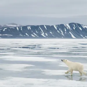 Polar bear (Ursus maritimus) traveling along the coast on sea ice in search of seals Polar bear (Ursus maritimus) traveling along the coast on sea ice in search of seals