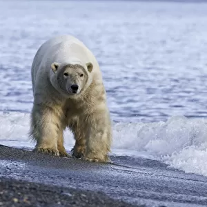 Polar bear (Ursus maritimus) walking along beach, Wrangel Island, Far Eastern Russia