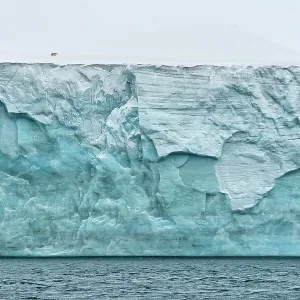 Polar Bears