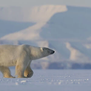 Polar bear (Ursus maritimus) walking in snow, Svalbard, Norway, April