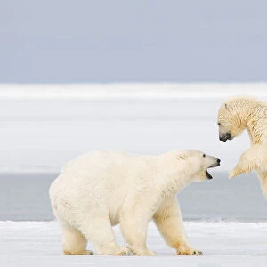 Polar bear (Ursus maritimus) two years, plays with a spring cub on newly formed pack