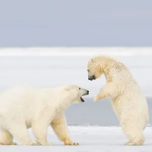 Polar bear (Ursus maritimus) two years, plays with a spring cub on newly formed pack Polar bear (Ursus maritimus) two years, plays with a spring cub on newly formed pack