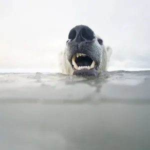 Polar bear (Ursus maritimus) young bear in freezing water during autumn freeze up Polar bear (Ursus maritimus) young bear in freezing water during autumn freeze up