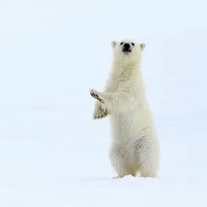Polar bear (Ursus maritimus) very young cub, probably only a few months old, standing up to take a look around, northern Svalbard, Norway, June Polar bear (Ursus maritimus) very young cub, probably only a few months old, standing up to take a look around, northern Svalbard, Norway, June