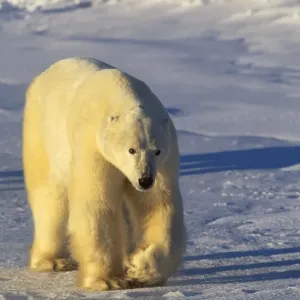 Polar bear print, Hudson Bay, Canada Polar bear print, Hudson Bay, Canada