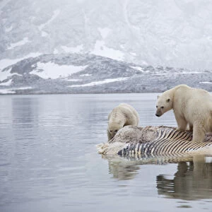 Three Polar bears (Ursus maritimus) feeding on dead whale, Svalbard, Norway, September