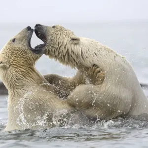 Polar bears Print: Fierce aquatic battle in the Beaufort Sea Polar bears Print: Fierce aquatic battle in the Beaufort Sea