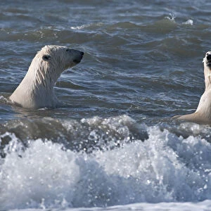 Polar bears (Ursus maritimus) juveniles playing in waves, Wrangel Island, Far Eastern Russia