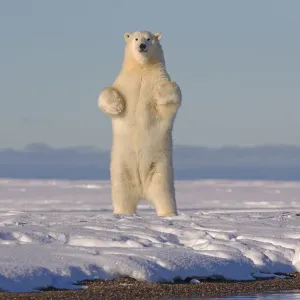 Polar bears (Ursus maritimus) standing up on hind legs, barrier island outside Kaktovik