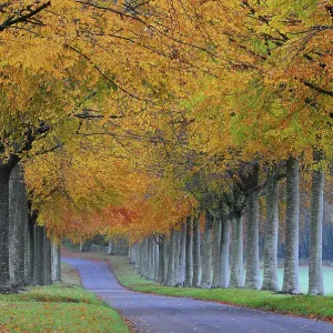 Pollarded Beech (Fagus sylvatica) tree avenue in autumn, Moor Crichel, Dorset. UK. November Pollarded Beech (Fagus sylvatica) tree avenue in autumn, Moor Crichel, Dorset. UK. November