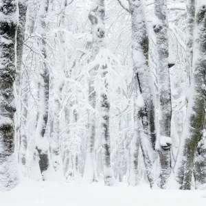 Pollarded European / Common beech tree (Fagus sylvatica) trees covered in snow, Hohneck