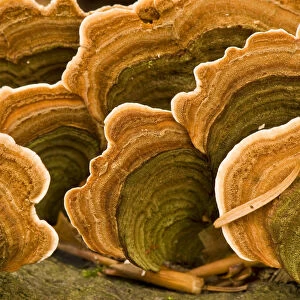 Polypore fungus (Coriolus versicolor) on a stump in Corkova Uvala virgin forest