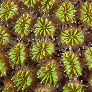 Polyps of cushion coral (Galaxea fascicularis) Maldives, Indian Ocean